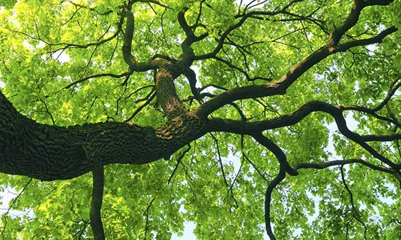 Tree Pruning Aside Image