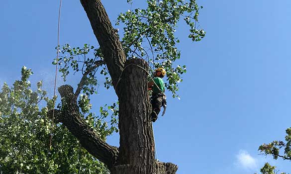 Tree Removal