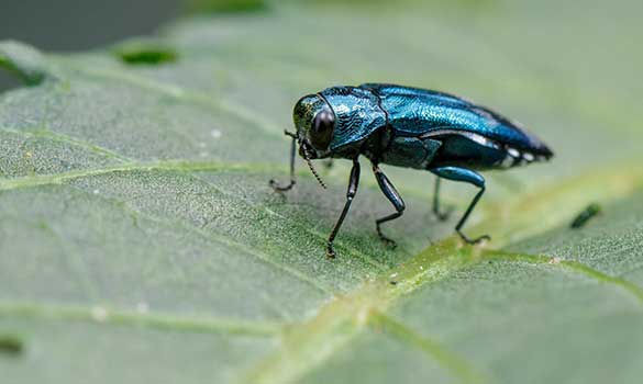 Insect Mite Treatment Aside Image