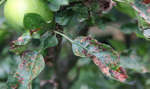 Tree Disease Treatment