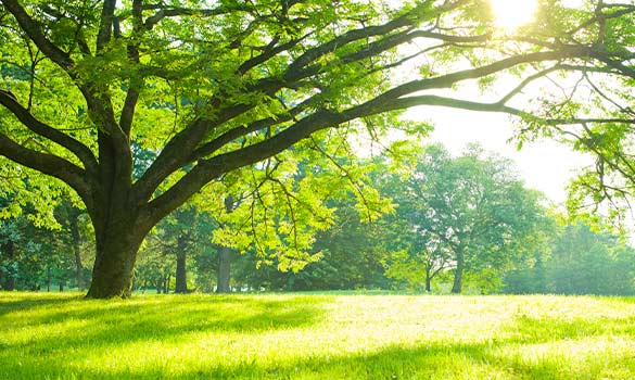 Tree Selection Planting Aside Image